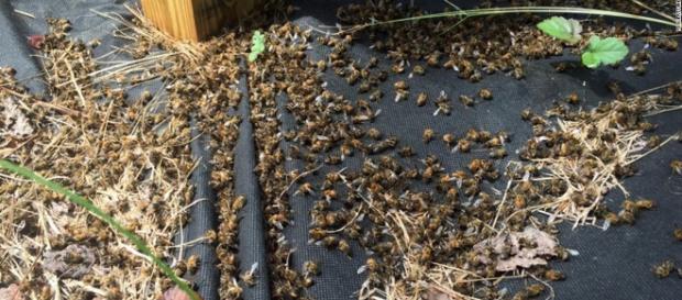 Des millions d'abeilles victimes du pesticide Naled Des millions d'abeilles victimes du pesticide Naled