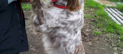 Il povero cane è ancora vivo solo grazie all'intervento della Polizia di Cagliari.