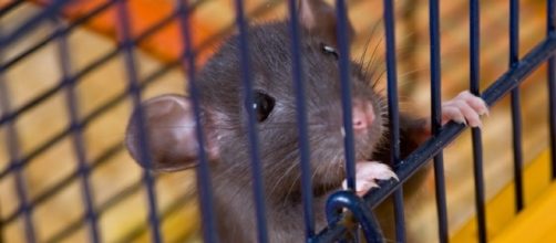 La Corte di Lussemburgo dice NO ai cosmetici testati sugli animali