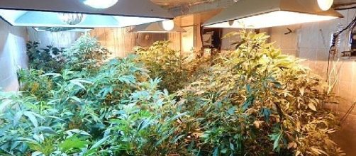 La tipica serra per la coltivazione di Marijuana