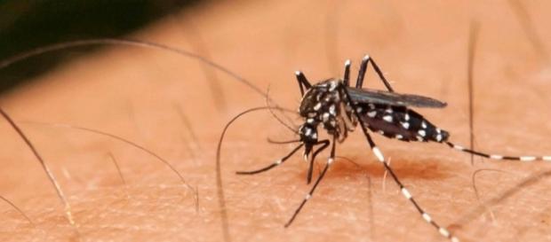 Las preferencias de los mosquitos tienen una base genética. Las preferencias de los mosquitos tienen una base genética.