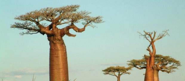 Les fameux "Baobab" de Madagascar, de vraies merveilles. Les fameux "Baobab" de Madagascar, de vraies merveilles.