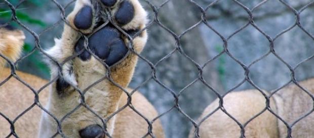 Lion in captivity / Photo by pau-angle3, CC0 Public Domain, via Pixabay.com Lion in captivity / Photo by pau-angle3, CC0 Public Domain, via Pixabay.com