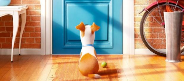 Pets – Vita da animali, ecco il terzo Trailer italiano del cartoon ... - sceglilfilm.it Pets – Vita da animali, ecco il terzo Trailer italiano del cartoon ... - sceglilfilm.it