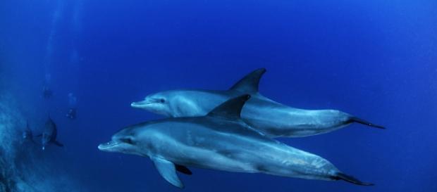 Graban por primera vez una conversación entre dos delfines… y ¿qué ... - planetacurioso.com Graban por primera vez una conversación entre dos delfines… y ¿qué ... - planetacurioso.com
