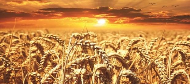 La reattività al glutine può generare disordini dell'umore. La reattività al glutine può generare disordini dell'umore.