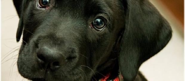 Os cachorros demonstram seu amor de várias maneiras. Os cachorros demonstram seu amor de várias maneiras.