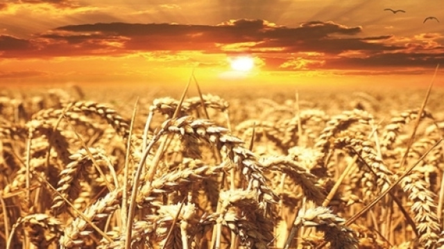 La reattività al glutine può generare disordini dell'umore.