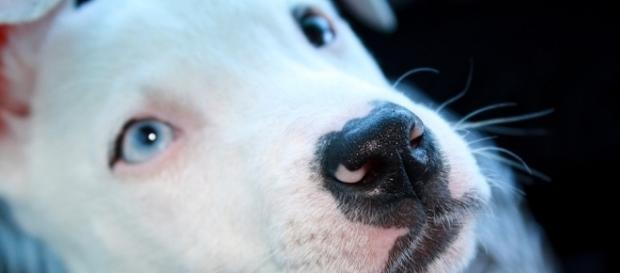 According to Montreal's new law, citizens can no longer adopt pit bulls and any pit bull mix. Photo courtesy of pixabay.com According to Montreal's new law, citizens can no longer adopt pit bulls and any pit bull mix. Photo courtesy of pixabay.com