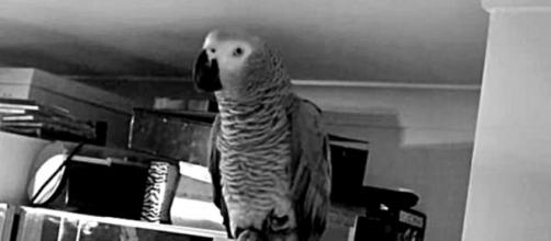Amazing African Grey Parrot Talking, Spelling. / Photo screencap via riacarroll, Youtube.om