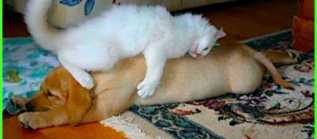 Gatos e cachorros também podem se dar muito bem. Gatos e cachorros também podem se dar muito bem.