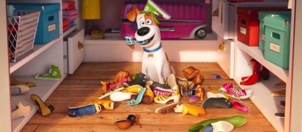 'Pets: Vita da Animali' sarà in Italia il 6 ottobre. 'Pets: Vita da Animali' sarà in Italia il 6 ottobre.