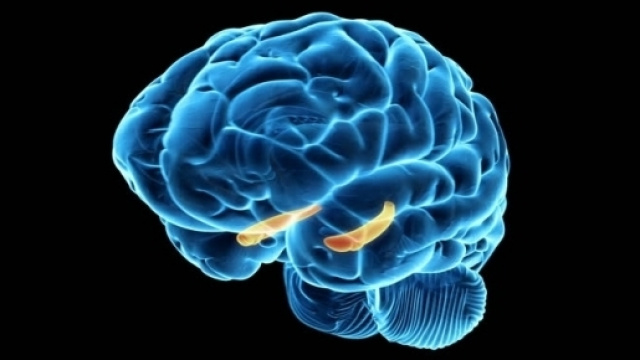 La zona ventrale dell'ippocampo (in arancione) &egrave; necessaria per la memoria sociale