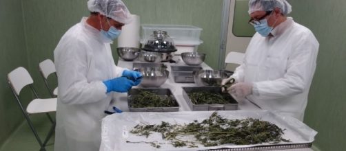 Cannabis di stato: il primo raccolto italiano è in arrivo in farmacie e ospedali a partire da Ottobre