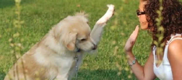 7 curiosidades sobre seu bichinho de estimação 7 curiosidades sobre seu bichinho de estimação
