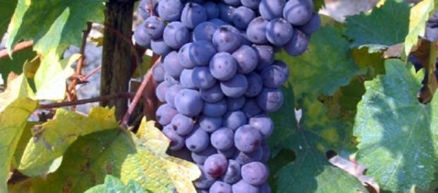 Grappoli d'uva Grignolino d'Asti Grappoli d'uva Grignolino d'Asti