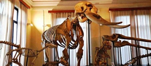 Museo civico di Zoologia, Roma Museo civico di Zoologia, Roma