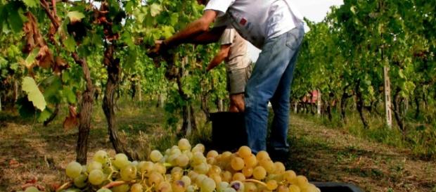 Un' immagine della vendemmia dello scorso anno Un' immagine della vendemmia dello scorso anno