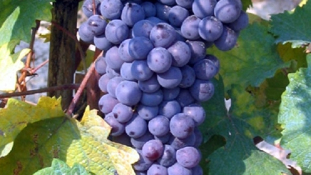 Grappoli d'uva Grignolino d'Asti