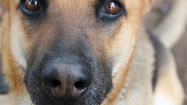 L'infallibile fiuto del cane individua il tumore alla prostata con il 98% di precisione