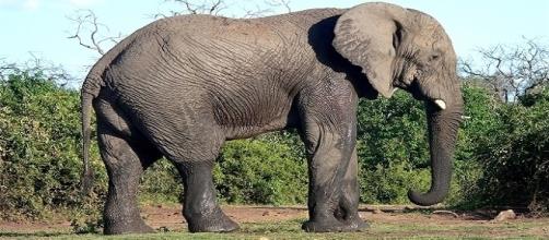 Le Brésil ouvrira le premier sanctuaire pour les éléphants