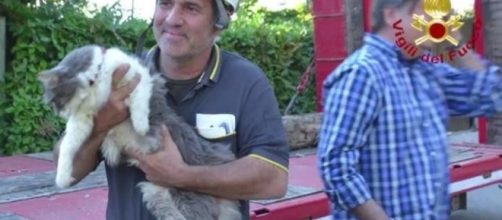 Rocco, il micio salvato dopo 32 giorni tra le macerie