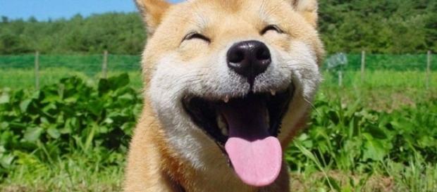 Especialistas afirmam que cães não sorriem pelos mesmos motivos que os humanos Especialistas afirmam que cães não sorriem pelos mesmos motivos que os humanos