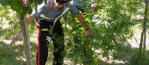 Ordona (Foggia) maxi sequestro di Maria Ordona (Foggia) maxi sequestro di Maria