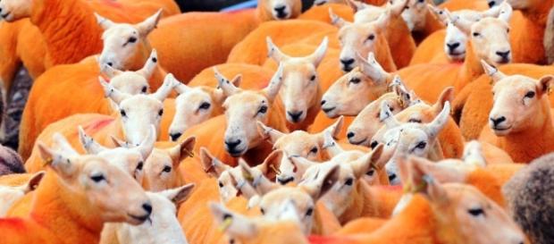 Pip Simpson peint ses moutons en orange Pip Simpson peint ses moutons en orange