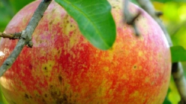 Benefici del frutto di melograno.