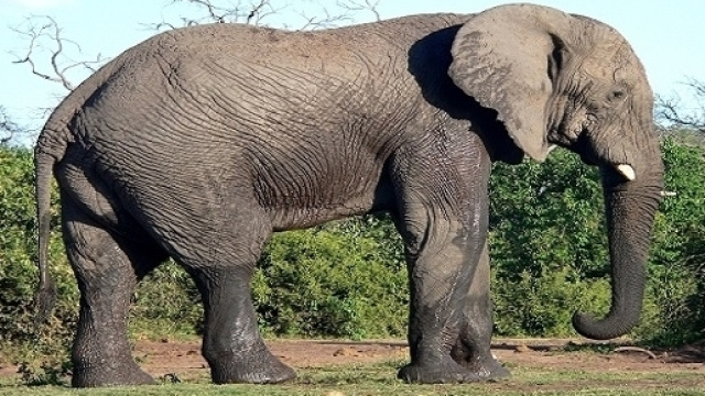 Le Brésil ouvrira le premier sanctuaire pour les éléphants