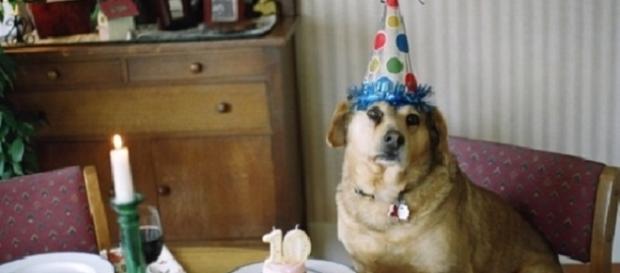 5 coisas com as quais os cães precisam estar sempre em contato 5 coisas com as quais os cães precisam estar sempre em contato