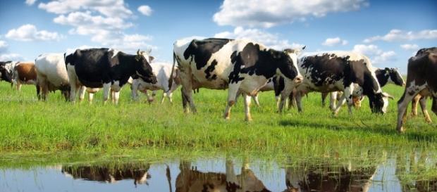 Agricultura și zonele umede contribuie la creșterea nivelului metanului din atmosferă Agricultura și zonele umede contribuie la creșterea nivelului metanului din atmosferă