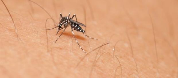 La picadura del mosquito Aedes es la principal vía de contagio del zika. La picadura del mosquito Aedes es la principal vía de contagio del zika.