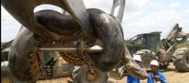 Podría tratarse de la anaconda más grande del mundo Podría tratarse de la anaconda más grande del mundo