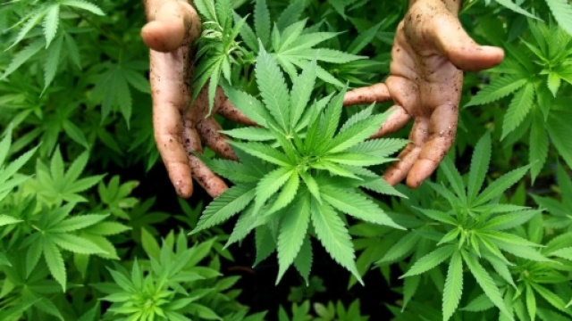 Marijuana, i numeri e le regole in Europa (INFOGRAFICA ... - repubblica.it