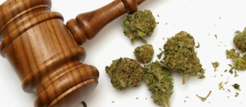 Controversa sentenza della Cassazione sulla coltivazione di cannabis