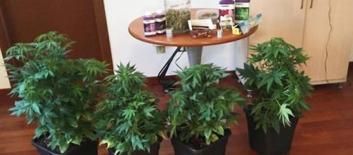 I Carabinieri hanno recuperato sei piante di marijuana e oltre un chilo di foglie e inflorescenze.