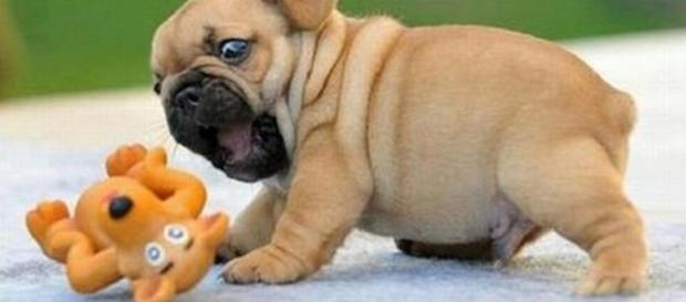 18 curiosidades sobre esses animaizinhos tão queridos 18 curiosidades sobre esses animaizinhos tão queridos
