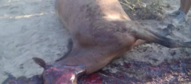Il corpo senza vita del povero animale è stato ritrovato per caso da un passante. Il corpo senza vita del povero animale è stato ritrovato per caso da un passante.