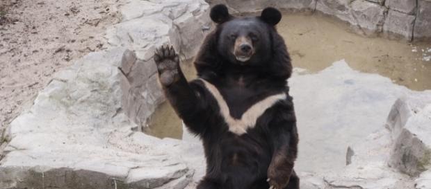 Un oso tibetano atacó a un hombre de 63 años de edad en Japón. Un oso tibetano atacó a un hombre de 63 años de edad en Japón.