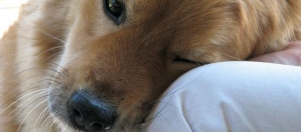 6 vezes que o seu cão demonstrou o amor dele por você 6 vezes que o seu cão demonstrou o amor dele por você