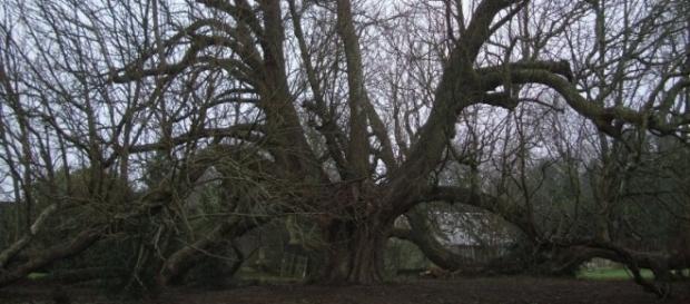 histoires d'arbres - canalblog.com histoires d'arbres - canalblog.com