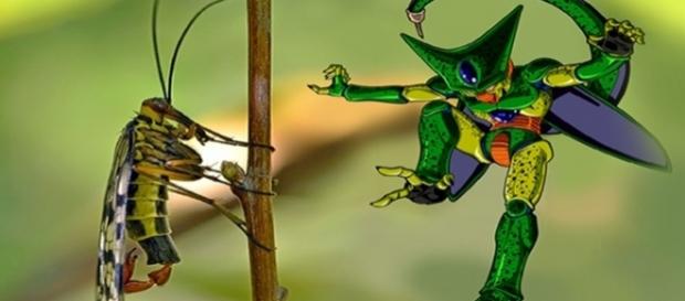 ¿Un insecto tan amenazador como aparenta su aspecto? ¿Un insecto tan amenazador como aparenta su aspecto?