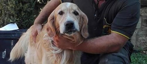 Romeo, il cane estratto vivo dopo 10 giorni dal terremoto