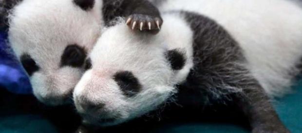 Giant panda is no longer endangered, experts say - seattlepi.com - seattlepi.com Giant panda is no longer endangered, experts say - seattlepi.com - seattlepi.com