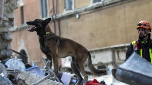 10 cani eroi del terremoto (FOTO) | Tutto Zampe - tuttozampe.com