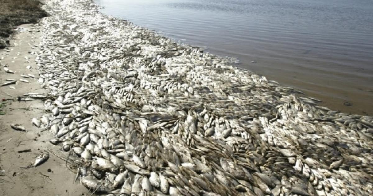 Scientists: The large mass fish die offs are of biblical proportions