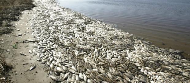 All Of A Sudden, Fish Are Dying By The MILLIONS All Over The Planet - activistpost.com All Of A Sudden, Fish Are Dying By The MILLIONS All Over The Planet - activistpost.com