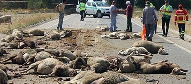 Atropelamento ocorreu a meio da manhã na EN114 Atropelamento ocorreu a meio da manhã na EN114